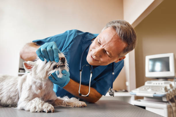 Best Emergency Root Canal Treatment in South Hutchinson, KS